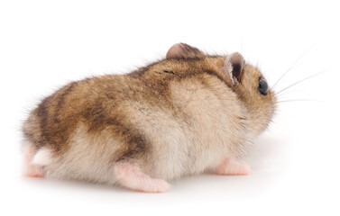 Dwarf gray hamster.