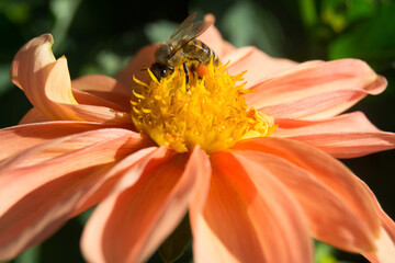 bee on flower