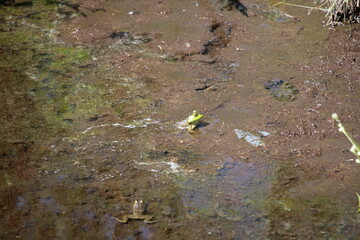 frogs in a bog waiting for insects