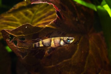 clown killi or banded panchax, healthy adult female in bright coloration, popular freshwater...