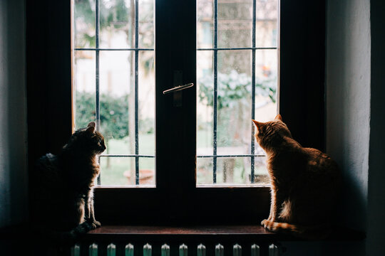 Cats at the window while it's raining