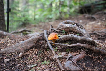 Obraz premium Unique Orange Mushroom growing in the woods by roots