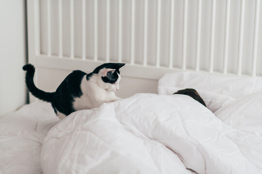 Cat waking their owner in the morning