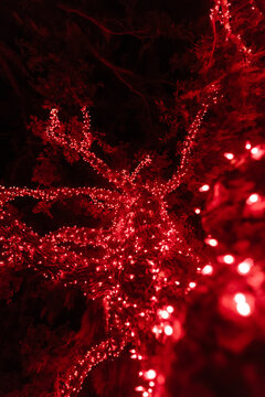Red string lights on a tree