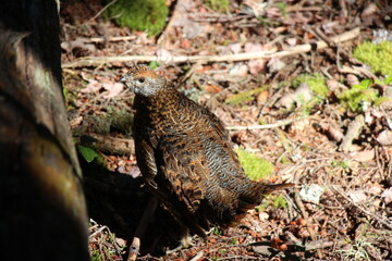 Spruce Grouse