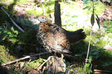 Spruce Grouse