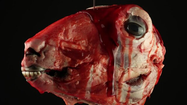 Goat head prop handmade of silicone with fake blood. Occult esoteric Halloween and horror movie concept. Scary skinless fake monster goat skull for mystery ritual of black magic theme scene.