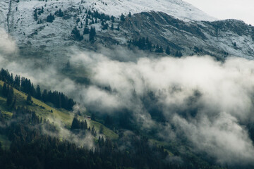 Wald und Tannen im Nebel