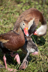Black Bellied Whistling Ducks in Nature