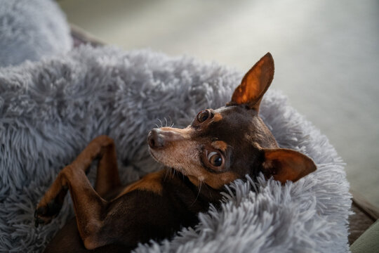 Tiny Min Pin tucked up in bed