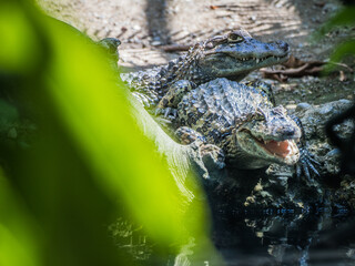 Zwei Krokodile am Wasser