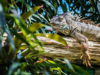 Varan, Echse auf einem Baumstamm