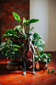 Greyhound surrounded by plants