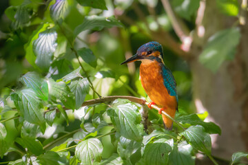Kingfisher on a branch in the forest