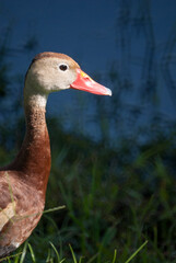 Black Bellied Whistling Ducks in Nature