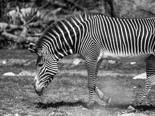 Fototapeta na wymiar Zwei Zebras, schwarz weiss, Tierwelt