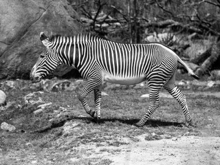 Fototapeta na wymiar Zwei Zebras, schwarz weiss, Tierwelt