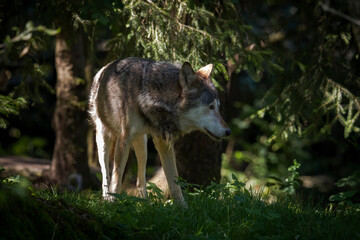A single Eurasian Wolf stands in the forest