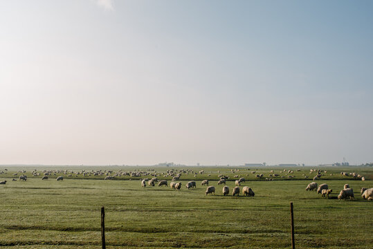 Sheep grazing on a pasture in rural Romania - Powered by Adobe