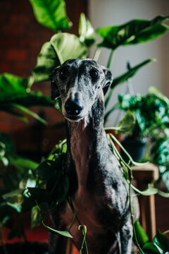 Greyhound surrounded by plants