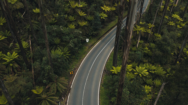 road in rainforest