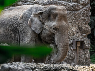 Fototapeta premium Elefant mit Schlamm bedeckt, Tiere Afrika Safari