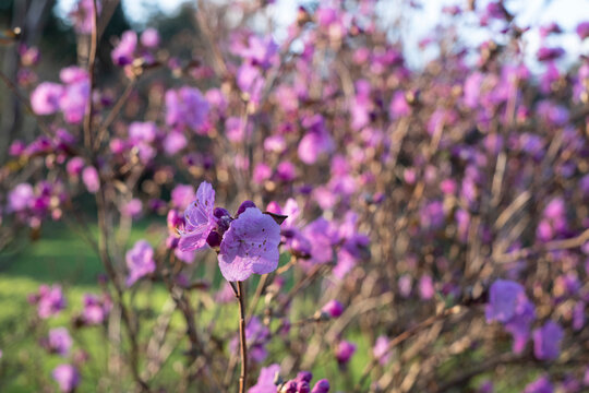 Korean rosebay