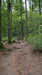 the Path of Crystals from the Lake Katzenbuckel to the observation tower in the Odenwald in the region Baden-Wuerttemberg in Germany, September