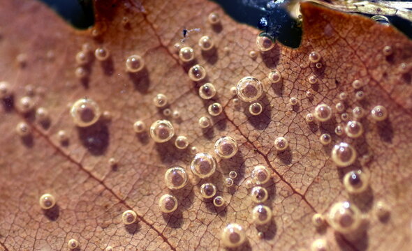 Luftbläschen Bilder – Durchsuchen 1,006 Archivfotos, Vektorgrafiken und ...