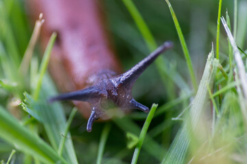 Macro shot of a Red slug in the grass