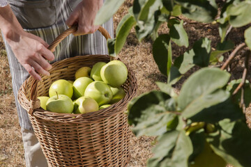 A young woman collecting ripe green apples on a beautiful sunny day. Early autumn chores in the garden.