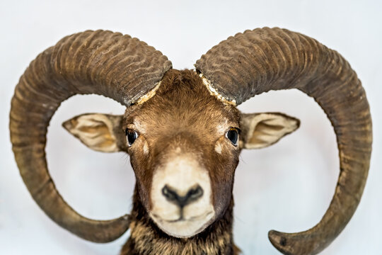 Closeup Of The Head Of A Bighorn Sheep Isolated On A Gray Background