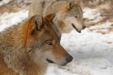 Wolf in the snow in the forest