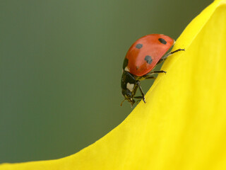Ladybird goes down on a yellow petal