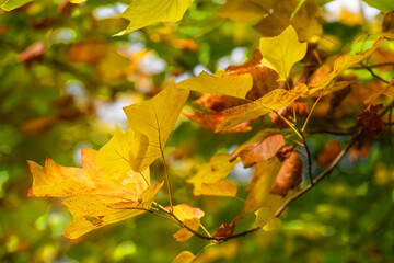 Yellow autumn maple leafs, forest landscape.