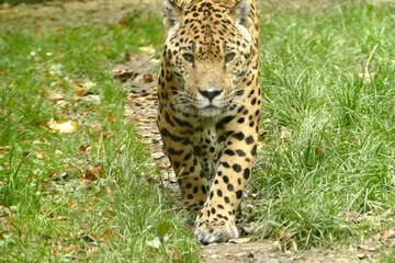 Jaguar walking in the grass - face to face