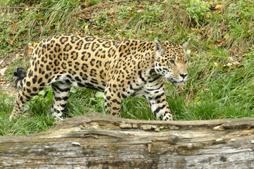 Jaguar walking in the grass