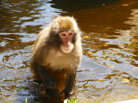 Japanese Macaque In The Lake