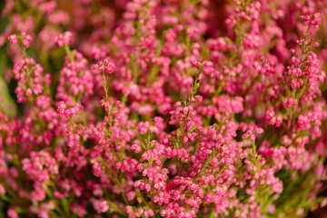 Close up pink heather blooming flowers floral background