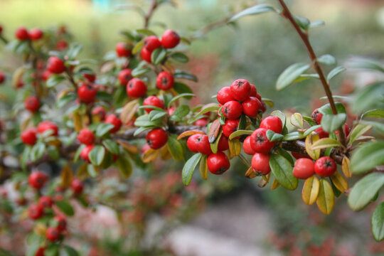 Green branch with red rowan berries in the autumn garden