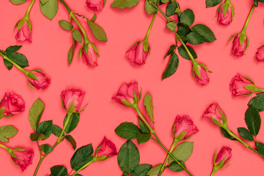 Pink roses background - Powered by Adobe