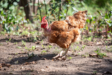 Chicken standing in a courtyard full of green vegetation on a farm in rural environment