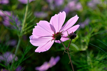 September 2020 a multicolored flowering plant called the double-pinnate cosmos common in flower meadows in the city of Białystok in Podlasie in Poland