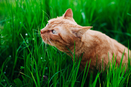 Cat in the garden