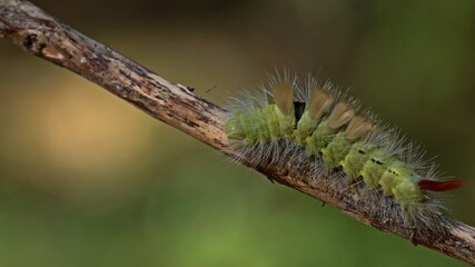 Raupe des Buchen-Streckfußes (Calliteara pudibunda).