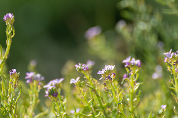 Sunny bright Cakile maritima or European Searocket green grass with small purple flowers with blurred background. Summer natural floral macro