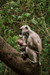 a big gray monkey sits in a tree and holds his baby