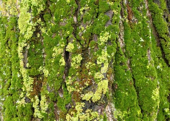 Obraz premium Tree bark with green moss natural background