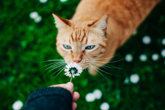 A cat and a daisy