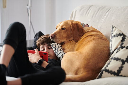 Boy with a dog watching video on cell.